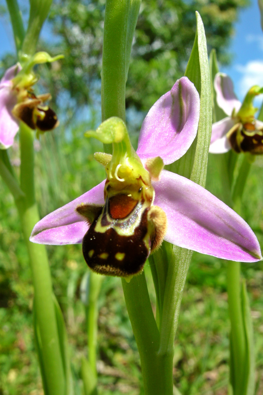 Orchidee del Chianti - Ophrys sphegodes e altre...